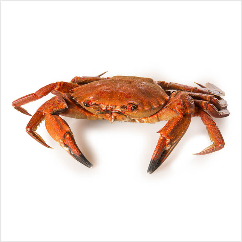 Crab