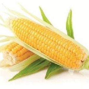 American Sweet Corn