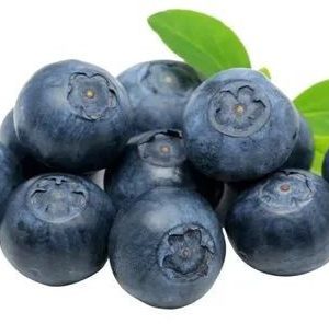 Fresh Blueberry