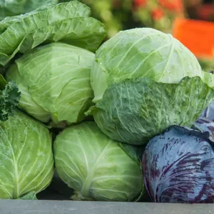 Cabbage