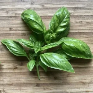 Fresh Basil