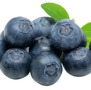 Fresh Blueberry