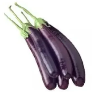 Fresh Brinjal Long