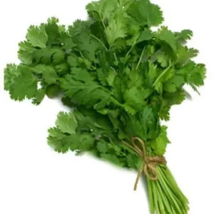 Fresh Coriander