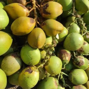 Fresh Green Coconut
