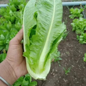 Fresh Green Fresh Romaine Lettuce