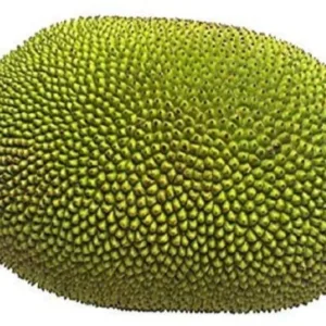 Fresh Jackfruit