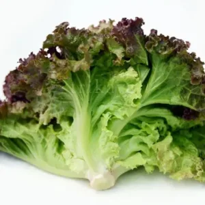 Fresh Lettuce Lollo Rosso