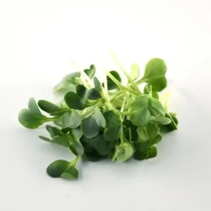 Fresh Microgreens