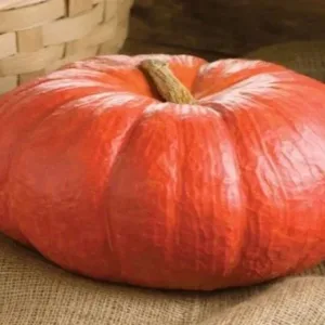 Fresh Red Pumpkin