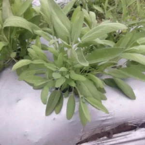Fresh Sage Leaf