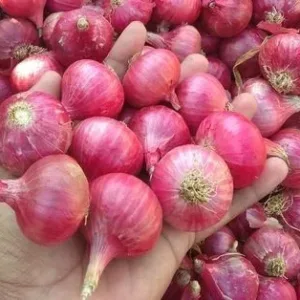 Fresh Small Onion