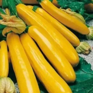 Fresh Yellow Zucchini