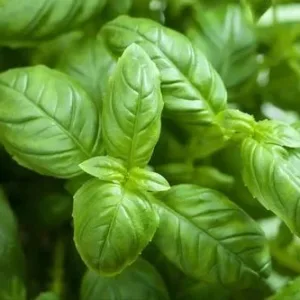 Holy Basil Leave